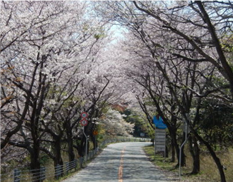 Cherry blossom trees along the coastal road to takeno