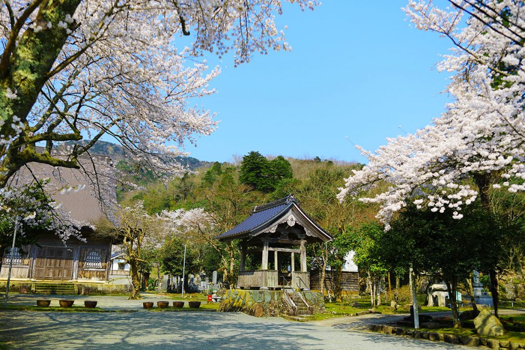 円通寺の桜