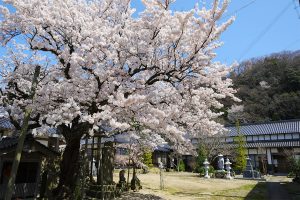龍海寺の桜