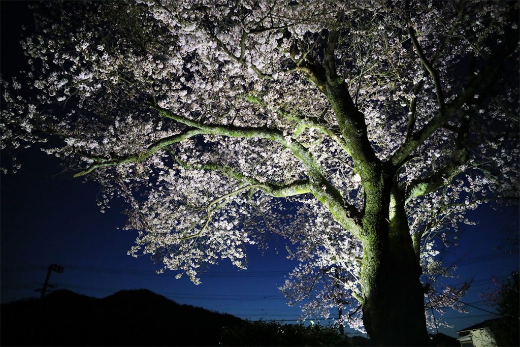 竹野の桜