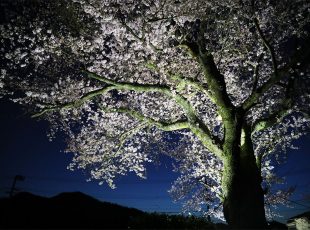 竹野の桜
