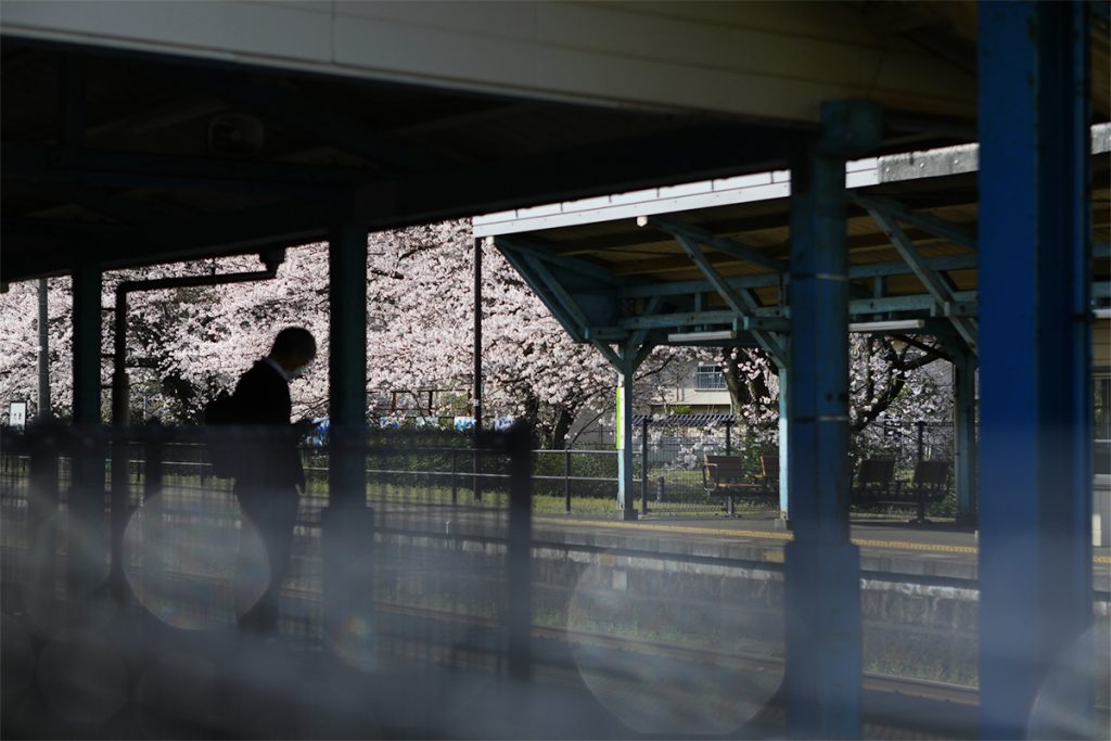 竹野駅の桜
