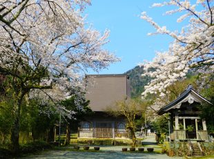 円通寺の桜
