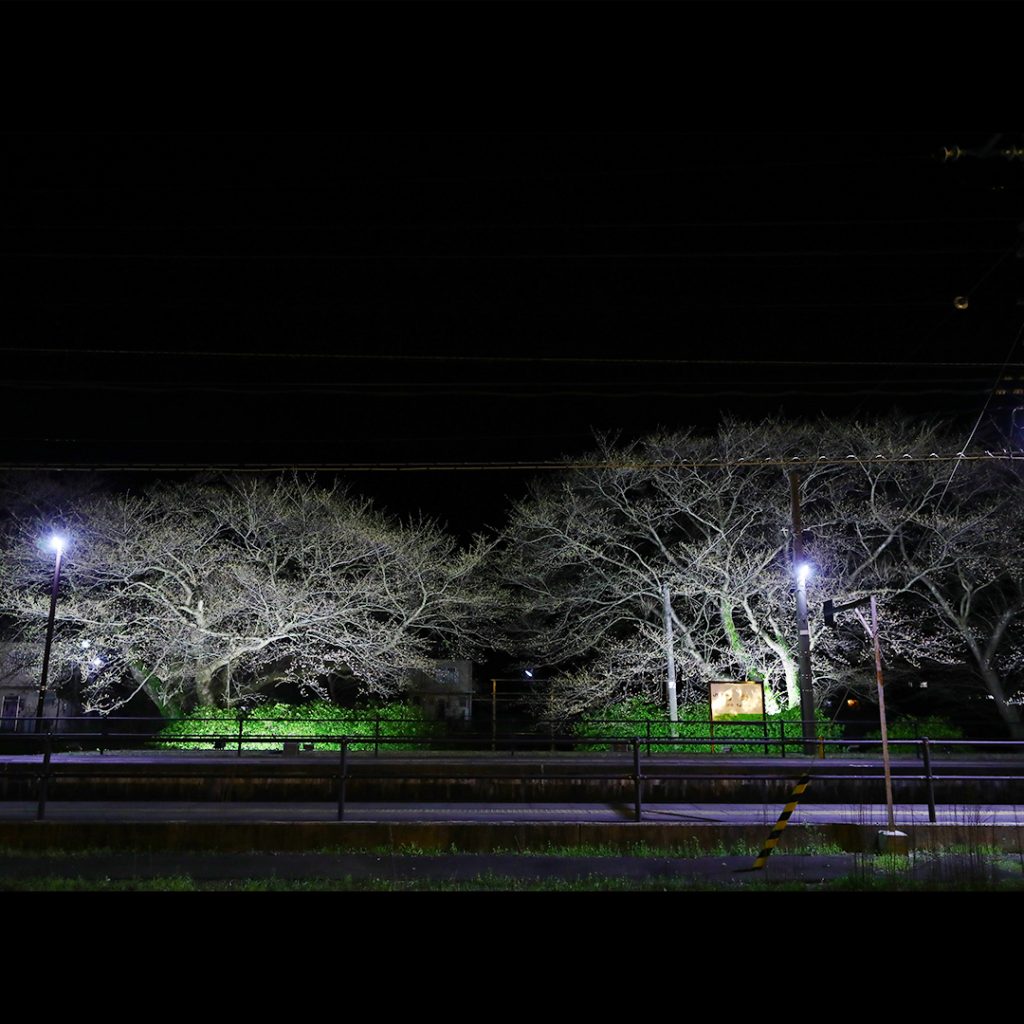 JR竹野駅利用促進イベント・JR竹野駅一夜限りの桜ライトアップ開催報告