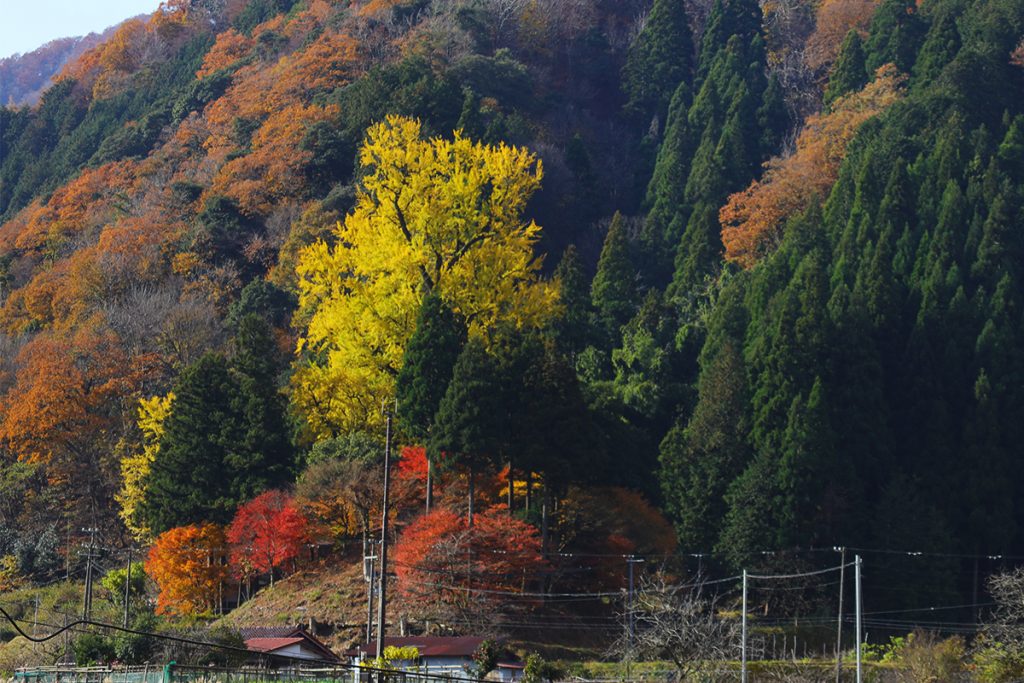 桑野本の大イチョウ