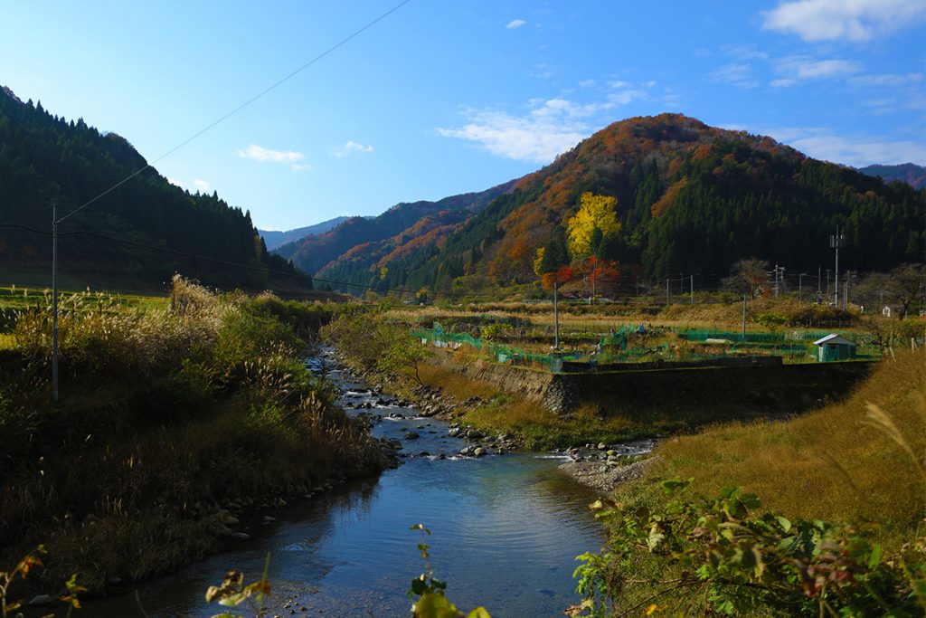 桑野本の大イチョウ