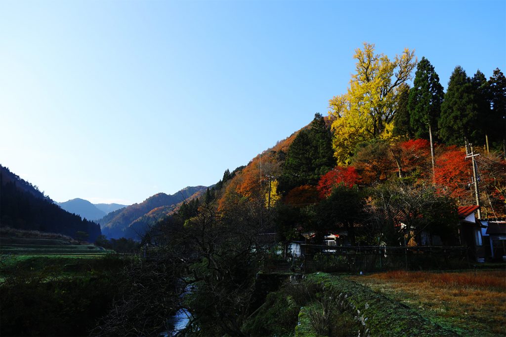 桑野本の大イチョウ