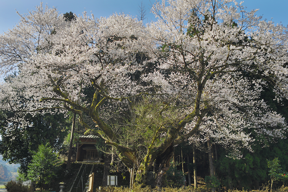 おまき桜 – たけの観光協会