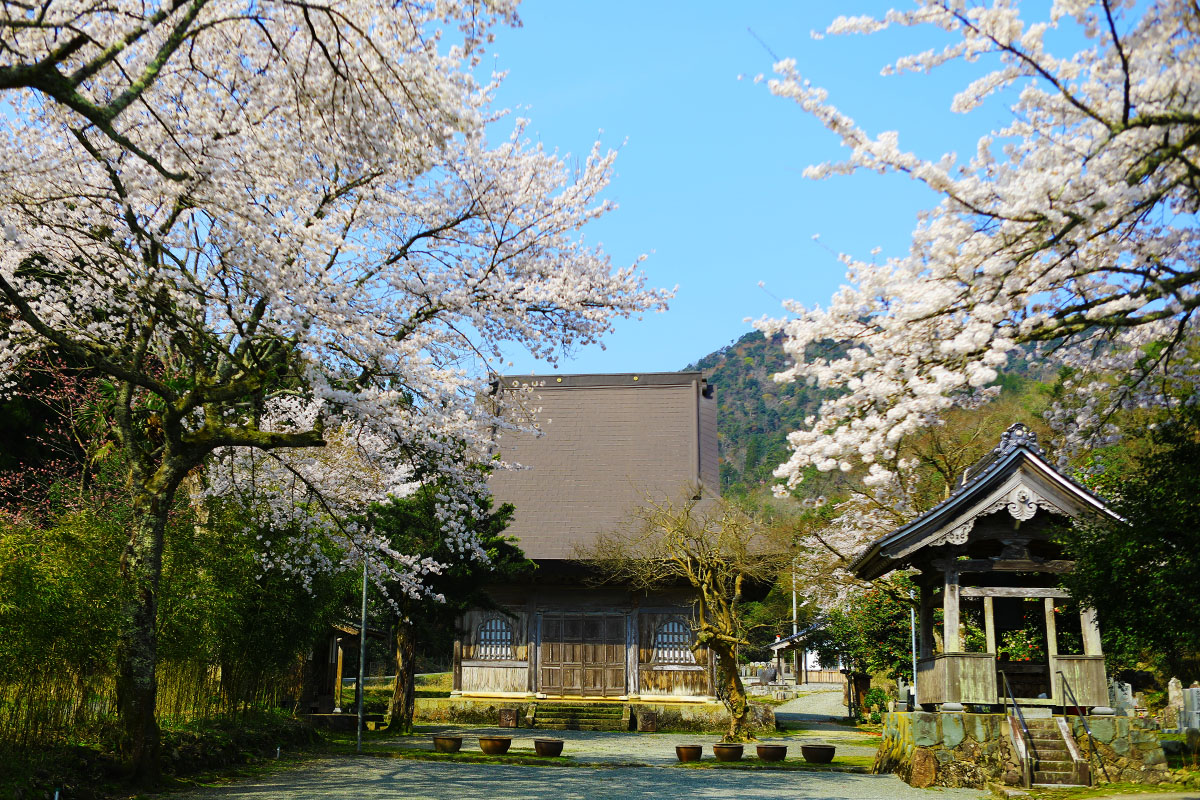 円通寺の桜 – たけの観光協会